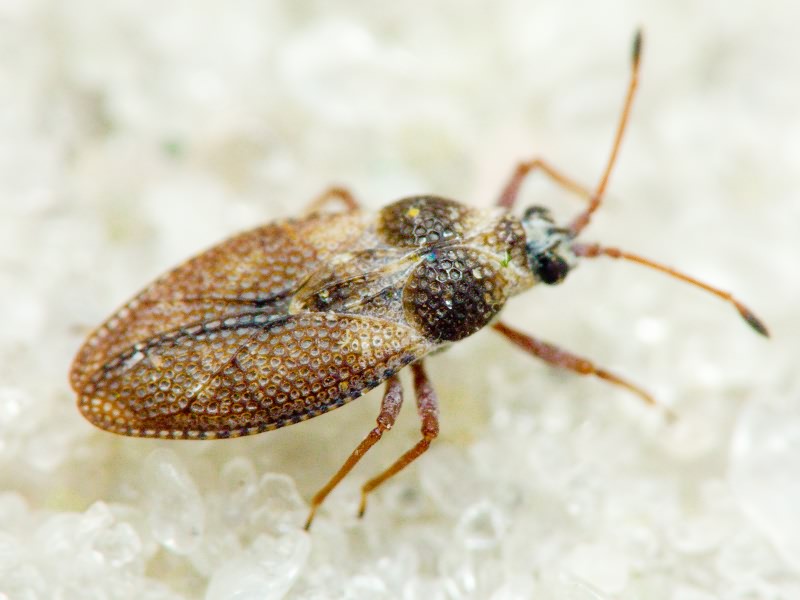 Oncochila simplex (Herrich-Schäffer, 1830)